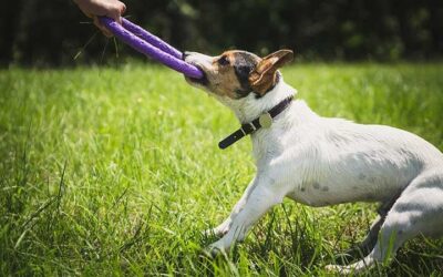 10 Activités pour divertir votre chien