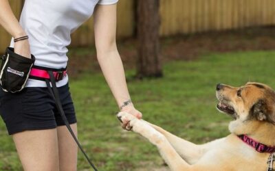 5 Conseils pour améliorer le comportement de votre chien