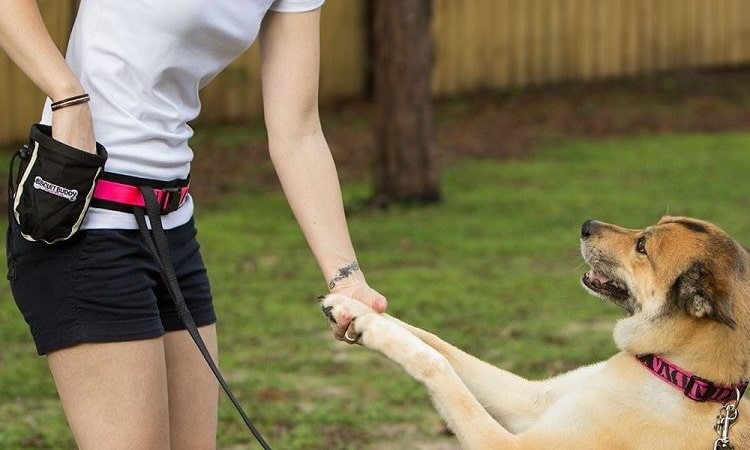 Comment améliorer le comportement de votre chien