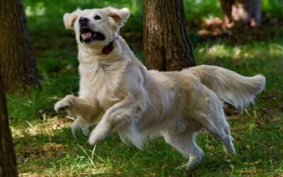 Comment fonctionnent les colliers d’aboiement pour chiens ?