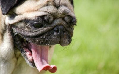 5 Odeurs que les chiens détestent le plus