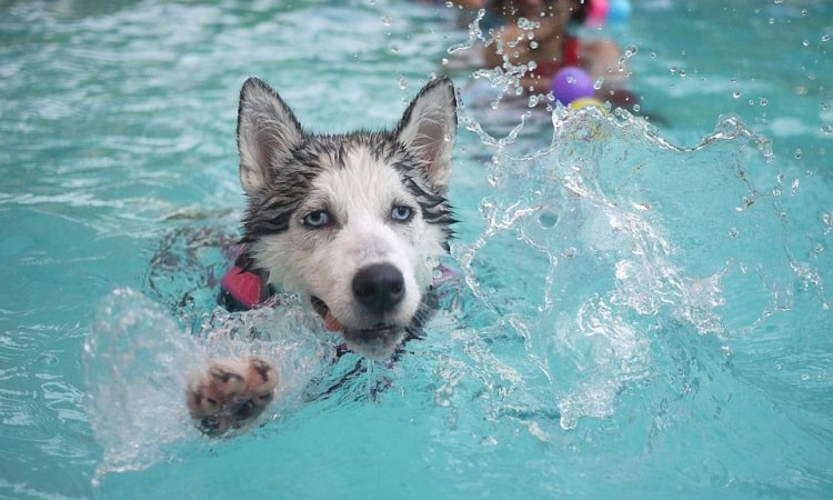 Tous les chiens peuvent-ils nager