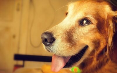 5 Façons d’améliorer la digestion de votre chien