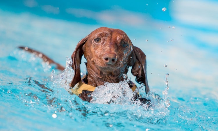 apprendre à un chien à nager