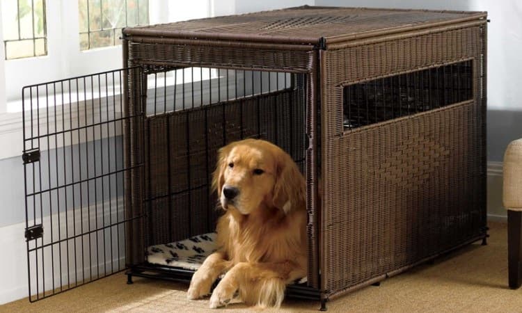 cage pour chien d'intérieur