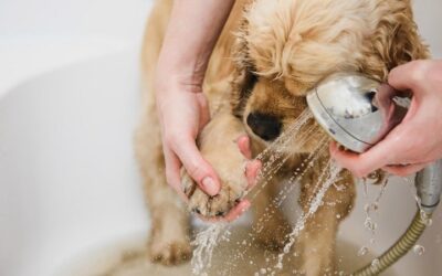 7 Conseils d’hygiène pour les propriétaires de chiens