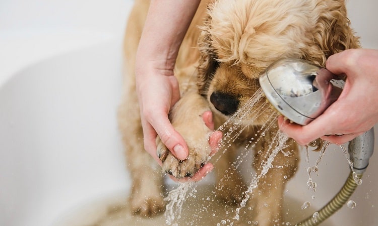 conseils d'hygiène pour chien