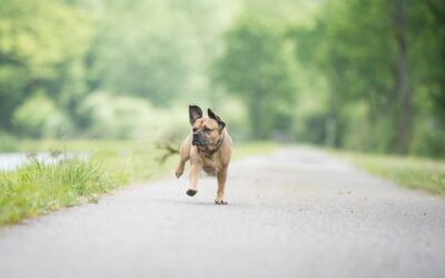 Comment empêcher un chien de s’enfuir ?