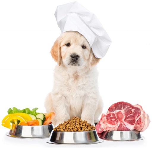 meilleure nutrition pour chien