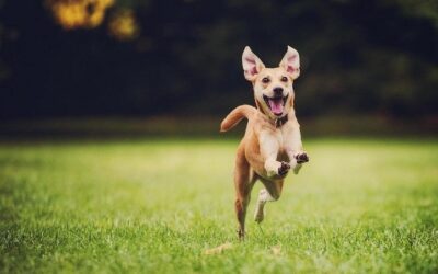 Comment renforcer le système immunitaire du chien ?