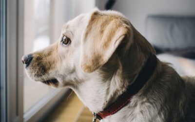 Comment soulager l’anxiété de votre chien ?