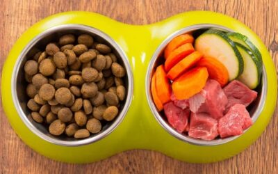 7 Vitamines essentielles pour votre chien