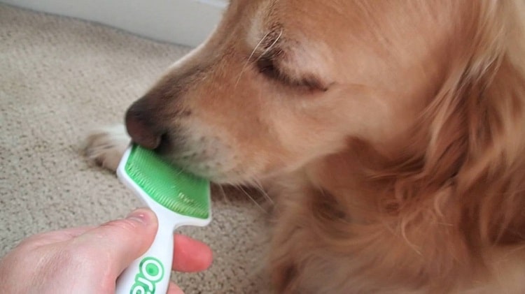 Gardez la langue de votre chien propre