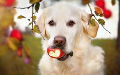 8 Conseils pour améliorer la santé de votre chien