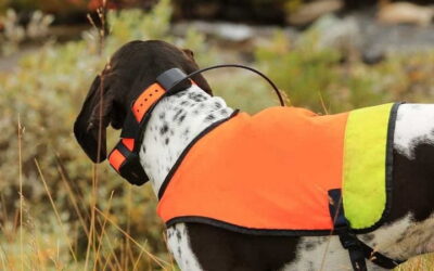 Pourquoi avez-vous besoin d’un collier GPS pour chiens?