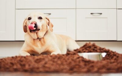 Comment entraîner votre chien à se nourrir lentement ?