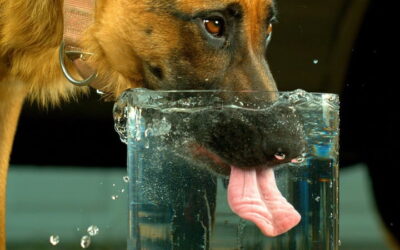 Combien d’eau votre chien devrait-il boire?