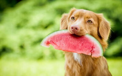 8 Fruits délicieux et sains pour chiens