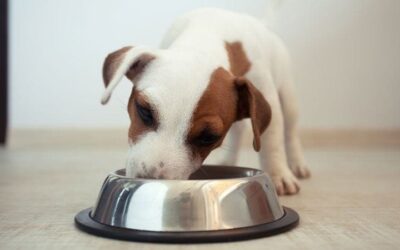 Quel est le moment idéal pour nourrir vos chiens ?