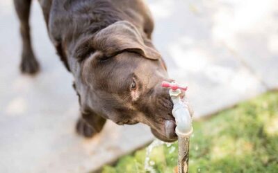 Mon chien boit beaucoup – Dois-je m’inquiéter?