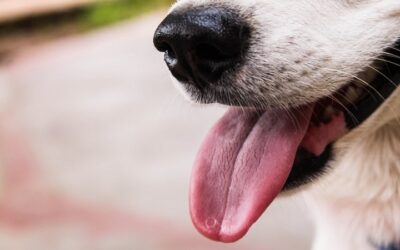 Comment nettoyer la langue de votre chien?