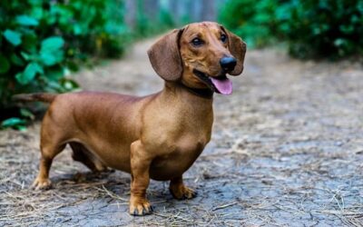 10 Races de petits chiens les plus mignonnes