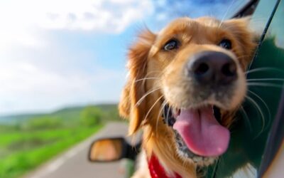 7 Conseils pour un voyage en voiture avec votre chien