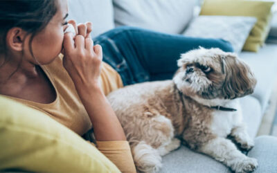 7 Conseils pour combattre les allergies des chiens