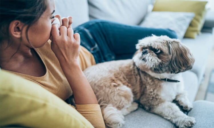 Combattre les allergies des chiens