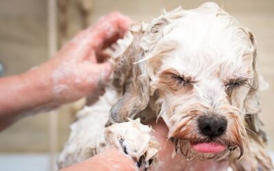 Comment donner un bain à votre chien ?
