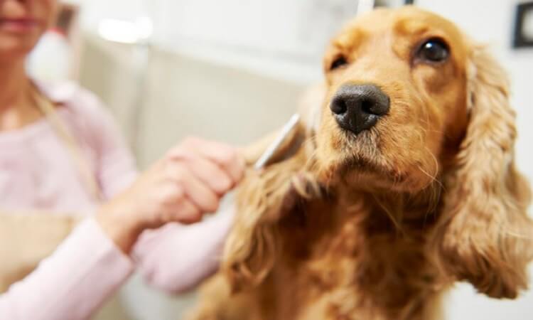 brosse pour chien poil long