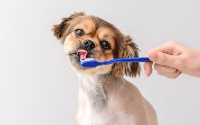 Comment brosser les dents de votre chien ?