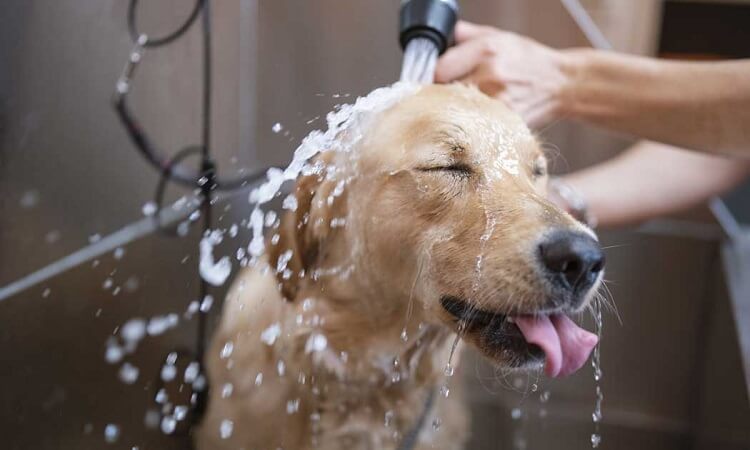 comment laver un chien