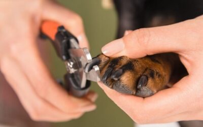 Comment couper les ongles de votre chien en toute sécurité ?