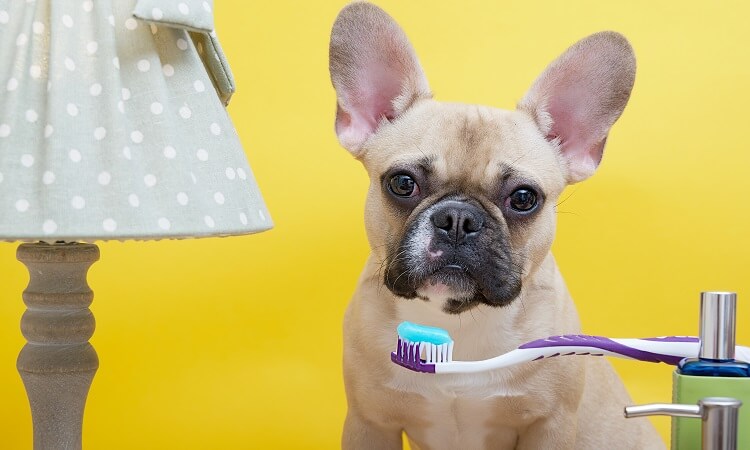 dentifrice pour chien avis