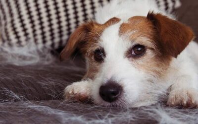 5 Conseils pour contrôler la mue de votre chien