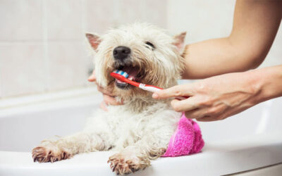 Comment garder les dents de votre chien propres ?