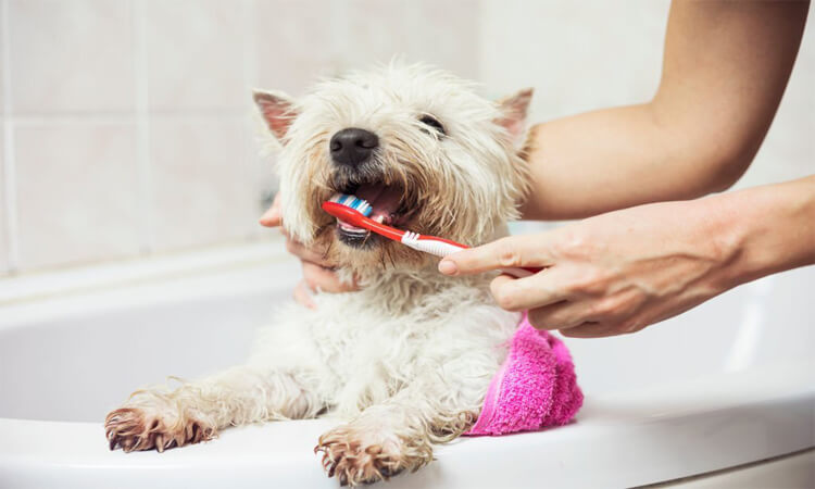 garder les dents de votre chien propres