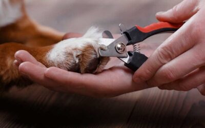 À quelle fréquence faut-il couper les ongles d’un chien ?