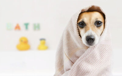 Peut-on laver un chien avec du shampoing pour humain ?