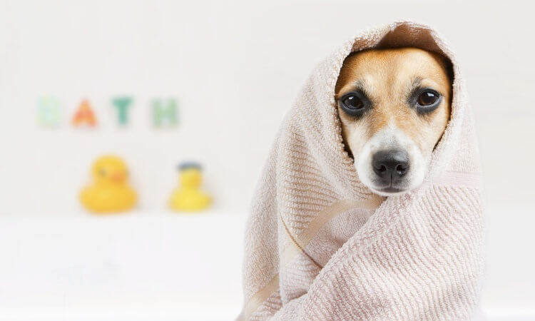 peut on laver un chien avec du shampoing pour humain