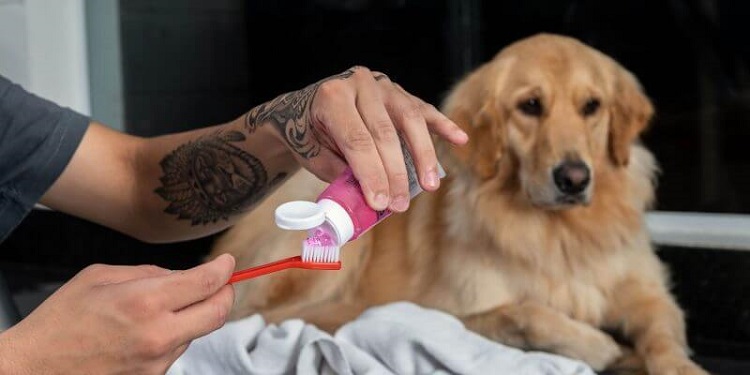 quel est le meilleur dentifrice pour chien