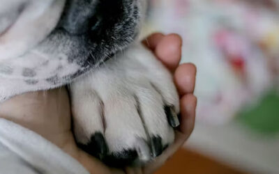 Comment sédater un chien pour qu’il se coupe les ongles ?