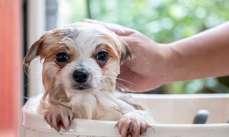 shampoing pour chien qui se gratte