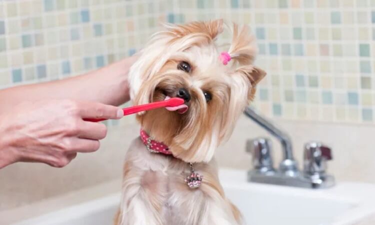 brosser les dents du chien