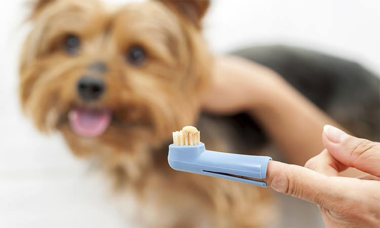 brosse à dent doigtier pour chien