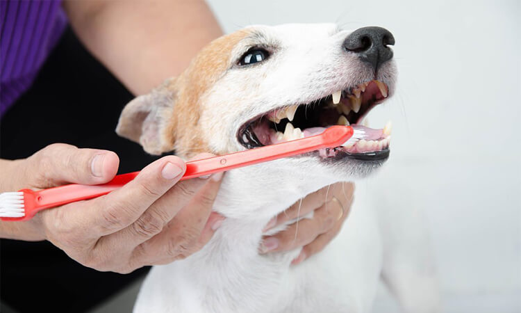 brosse à dent pour chien
