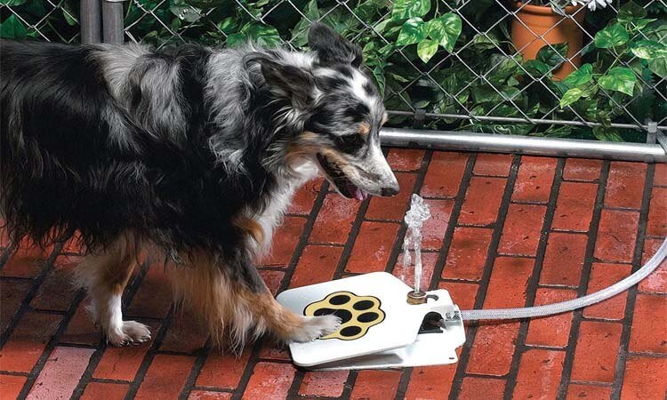 fontaine à eau extérieur pour chien