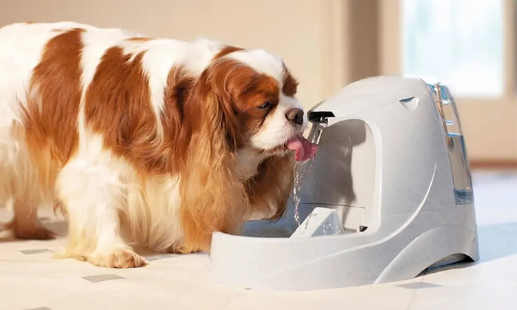 fontaine à eau pour chien