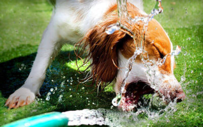 Comment garder votre chien hydraté en été